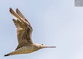 We did not find results for: Bar Tailed Godwit 50 Seen In This Image Is A Bar Tailed Godwit In Flight Nz Beautiful Birds Shorebirds Wearable Art