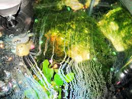 東京アクアガーデン