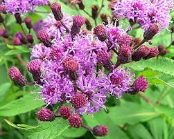 Image result for Vernonia myriantha