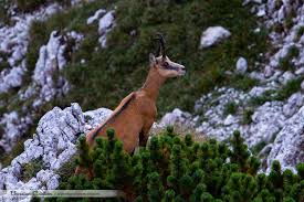 Bucatele tradiționale întregesc experiența locului in minunatul maramureș recomandarea bucătarului de azi: Capra Neagra Bijuteria Muntilor Animale Aventura In Romania