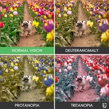 Color blindness is an inherited deficiency affecting how one sees certain colors. You Ll Be Amazed How People With Color Blindness See The World 57 Pics Bored Panda
