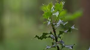 Image result for Cunoniaceae