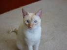 Flame Point Siamese: What You Need to Know About This ...