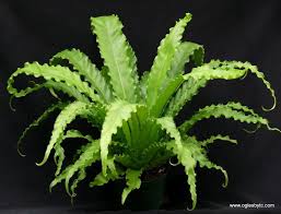 Image result for Asplenium africanum