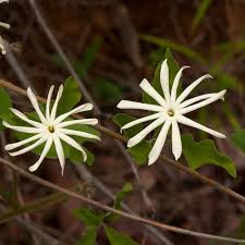 Image result for Jasminum stenolobum
