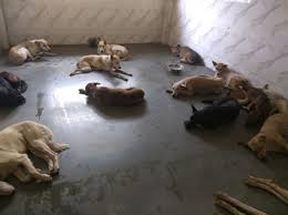 5 Best Pet Adoption Centers In Navi Mumbai Flat no 09, sai samruddhi residency, sadashiv dangat nagar, vishnupuram colony, vadgaon budruk, pune, maharashtra.