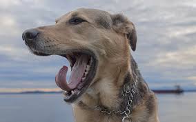 If anyone knows of a person i can adopt or buy from. German Shepherd Lab Mix A Complete Guide To The Sheprador
