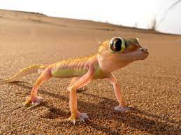 Namibian Desert Gecko Weird Animals Animals Desert Animals