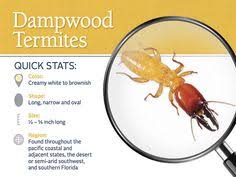 Our guide on starting a pest control service covers all the essential information to help you decide if this business is a good match for you. 7 Termites Ideas Termites Termite Treatment Termite Control