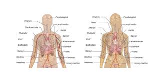 The heart is located under the rib cage, to the left of your breastbone (sternum) and between your lungs. Heart Location What Side Of Your Body Is Your Heart On