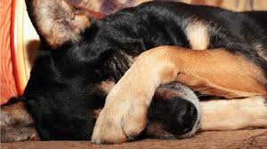 Here S Why Your Pooch S Poots Can Make Your Eyes Water Dog Farts Dog Cover Stinky Dog