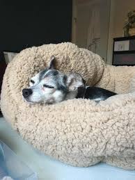 We did not find results for: This Pet Bed Is Super Comfy And Machine Washable So You And Your Pet Will Love It