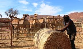 The texas camel corps keeps baum fairly busy. 10 000 Camels To Be Killed In Drought Hit Australia For Drinking Too Much Water World Dawn Com