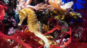 Tetraodontidae jenis ikan konsumsi akan tetapi butuh koki handal nama latin kuda laut atau nama ilmiah: 10 Ciri Ciri Kuda Laut Hewan Laut Yang Sangat Unik Hot Liputan6 Com