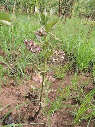 Image result for Raphionacme lanceolata