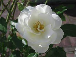 Send fresh flowers online to тверь. File White Flower Rose Jpg Wikipedia