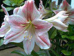 File Amaryllis Lily In Rapasun Msu Marawi City Jpg Portal To The Philippines Amaryllis Flowers Amaryllis Parts Of A Flower