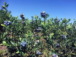We did not find results for: Little Berry Blue