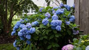 Image result for Hydrangea