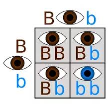 A punnett square is a tool used in mendelian inheritance to show the possible genotypes that are formed when a male and female gamate unite. How Are Punnett Squares Used In Genetics Quora