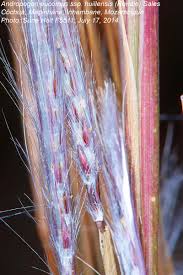 Image result for Andropogon eucomus