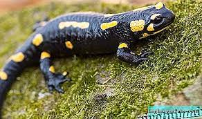 Katak, kodok, salamander, axoloti, kadal air, sesilia (caecilia), diflocaulus. Haiwan Salamander Gaya Hidup Dan Habitat Salamander Amfibia