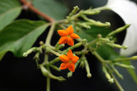 Image result for Mussaenda frondosa