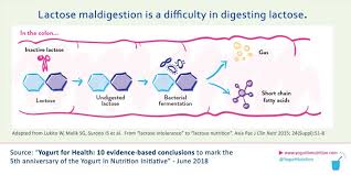 Image result for Lactase Deficiency