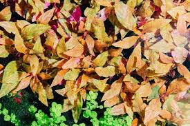 Image result for Rotheca aurantiaca