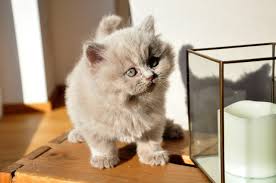These cats don't require too much attention so. Kittens British Longhair Cat Baby Free Photo On Pixabay