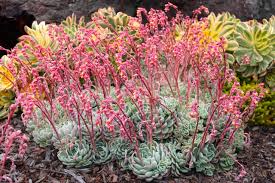 The stems are usually red and covered with fine white hairs. 10 Spectacular Flowering Succulents