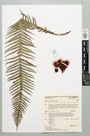 Image result for Blechnum attenuatum