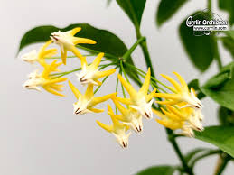 Image result for hoya multiflora