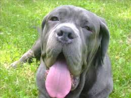 Download and buy this stock image: Rottweiler Vs Matin De Naples Youtube