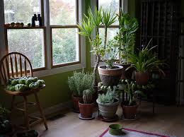 Quando si parla di piante verdi consideriamo quelle piante da interno oppure le piante da collocare in veranda. Le Piante Da Appartamento Resistenti E Che Necessitano Di Poca Luce 5 Minuti Per L Ambiente