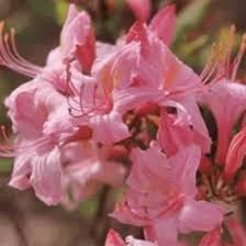 Henning S Rhododendron Azalea Pages Fragrant Plant Flower Seeds Azaleas