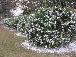 Pin On Hedges