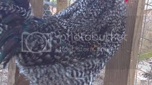 Sometimes, but less often, a bluish cast can be. Barred Rock With Slight Crele Coloring Backyard Chickens Learn How To Raise Chickens
