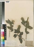 Image result for Lankesteria