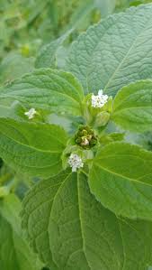 Image result for Blumea axillaris