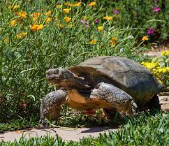 Here S Why Hundreds Of Captive Tortoises Are In Need Of Good Homes Press Enterprise