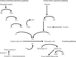 Image result for Common Clotting Pathway