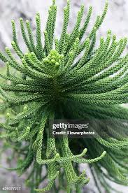 Image result for Araucaria columnaris