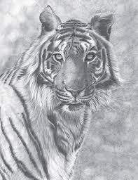 Master Class De Dessin Les Animaux Animaux Dessin Petit Dessin