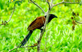 Tag suara burung but but terbaru. Animalphotography Bird Butbut Burung Got Got Steemit