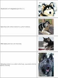 Husky Knowledge Www Huskies4love Com