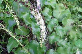 Image result for Basella paniculata