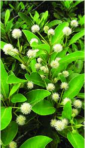 Image result for Cunoniaceae