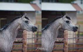 التلاعب بالصور في تسويق الخيل العربية فوتوشوب horses arabian horse arabians