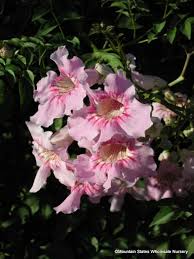 Image result for Podranea